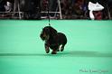 Crufts2011_2 743